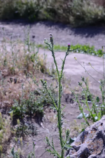 DSC_2038 (Large).JPG